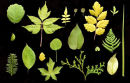yellow foliage